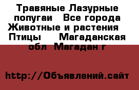 Травяные Лазурные попугаи - Все города Животные и растения » Птицы   . Магаданская обл.,Магадан г.